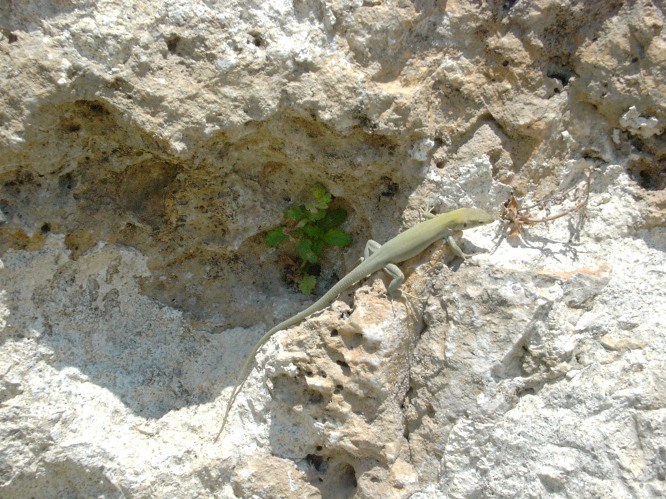 Lucertolina siracusana